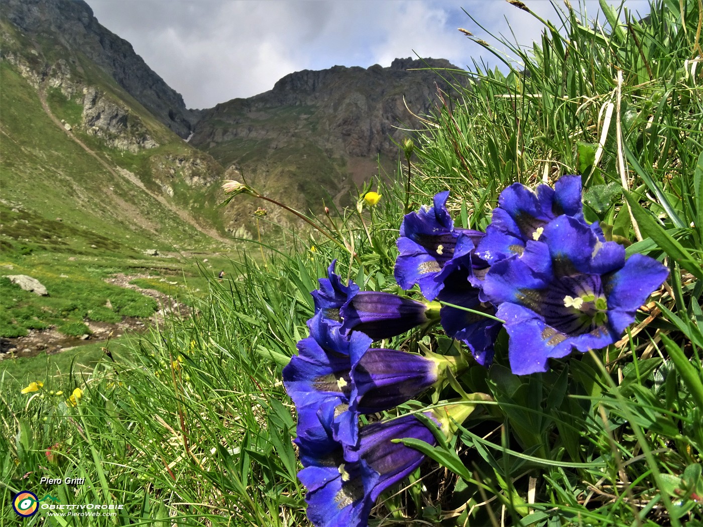 19 Gentiana acaulis (Genziana di Koch) con vista verso la Bocchetta di Valpianella.JPG